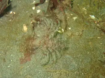 Twin Eyed Feather Duster Worm
