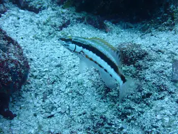 barred serrano