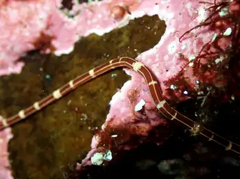 Six Lined Ribbon Worm