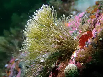 Bryozoan