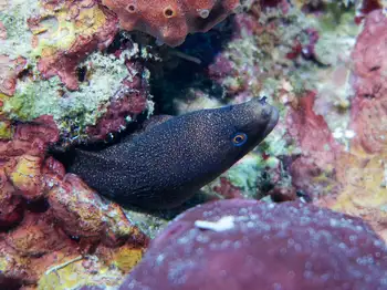 Goldentail Moray Eel