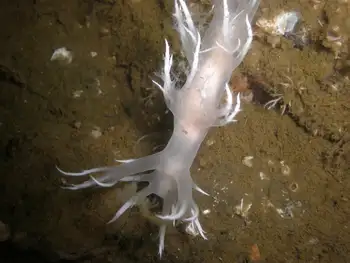 White Dendronotid