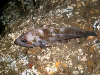 Copper Rockfish