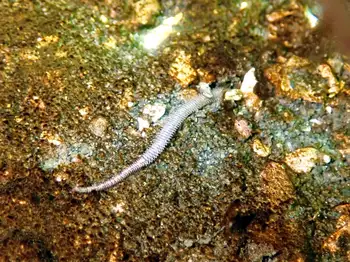Many Jawed Worm