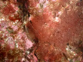 Filamentous Red Seaweed
