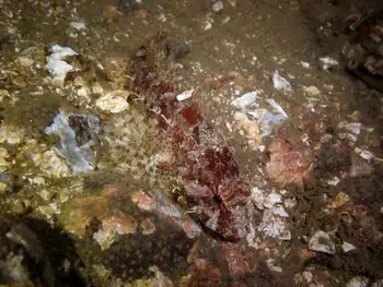 Sculpin
