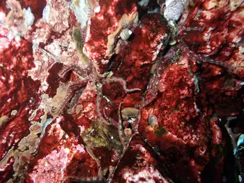 Daisy Brittle Stars