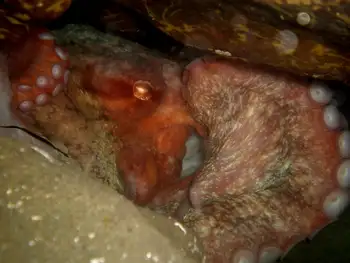 Giant Pacific Octopus