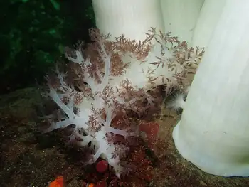 Red Dendronotid