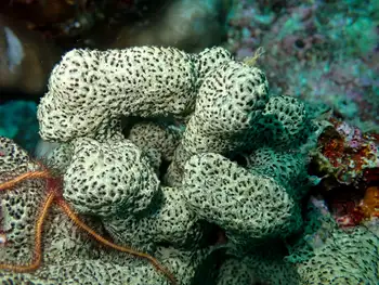 Coral
