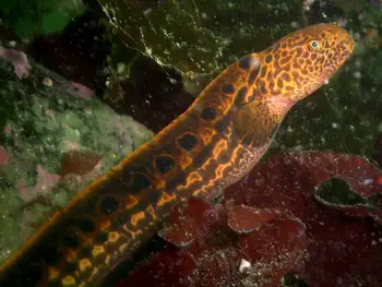 Juvenile Wolf Eel