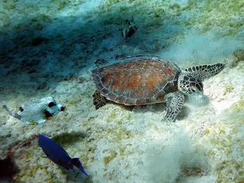 Green Sea Turtle