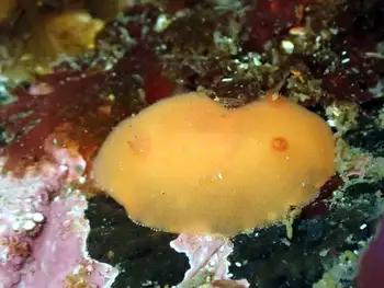 Red Sponge Dorid