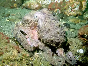 Red Octopus