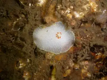 Nanaimo Nudibranch