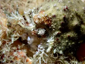 Rhinoceros Crab
