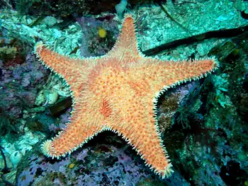 Spiny Red Star