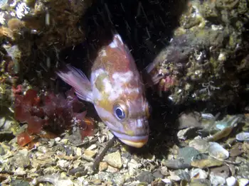 Copper Rockfish