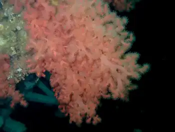 Red Soft Coral