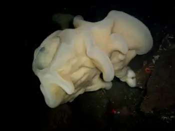 Cloud Sponge