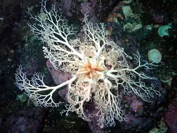 Pacific Basket Star