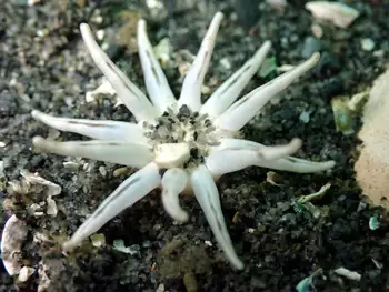 White Crowned Burrowing Anemone