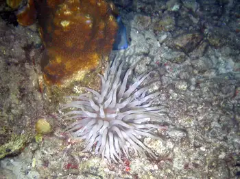Giant Anemone