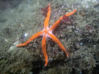 Armpit Blood Star