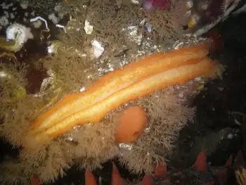 Rock Scallop