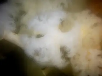Metridium Anemone