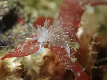Red Gilled Nudibranch