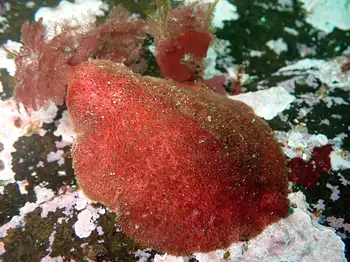 gumboot chiton