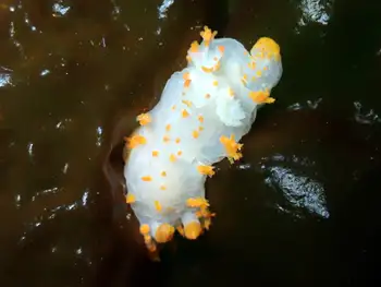 Clown Nudibranch