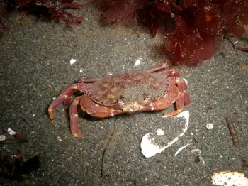 Graceful Crab