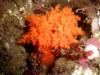 Red Sea Cucumber