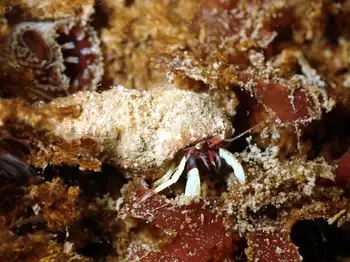 Greenmark Hermit Crab