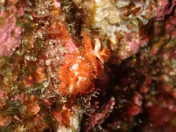 Feather Duster Worms