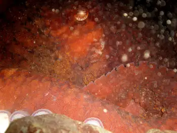 Giant Pacific Octopus