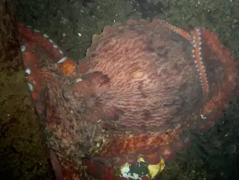 Giant Pacific Octopus