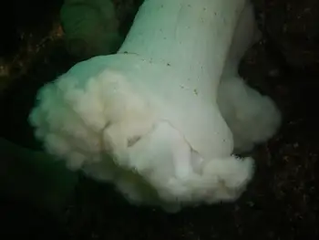 Metridium Anemone