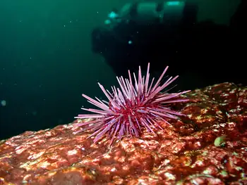 Red Sea Urchin