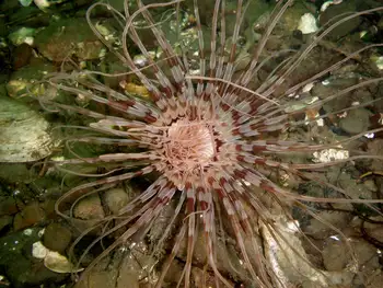 Tube Dwelling Anemone