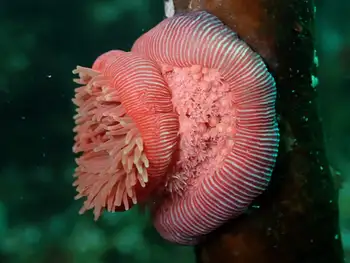 Proliferating Anemone