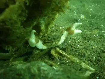 Green Shore Crab