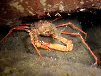 Longhorn Decorator Crab