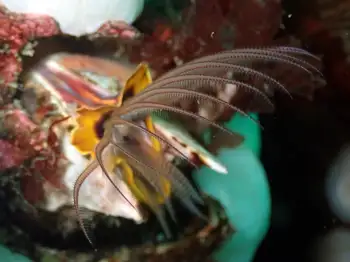 Giant Acorn Barnacle