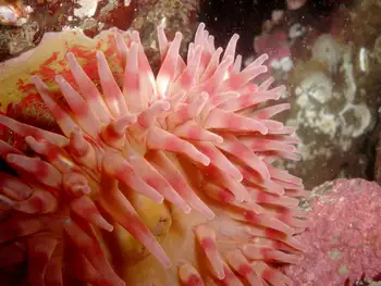 Painted Anemone
