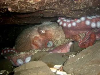 Giant Pacific Octopus