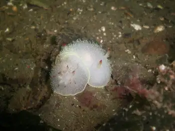 Nanaimo Nudibranchs