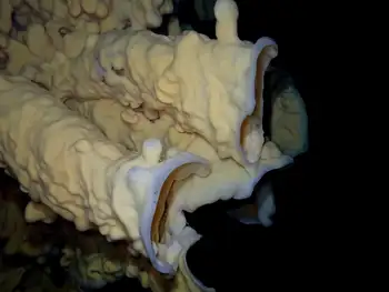 Cloud Sponge